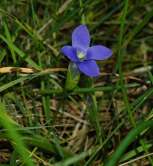 Gentianopsis thermalis