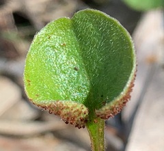 Puccinia dichondrae
