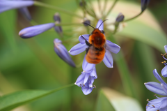 Bombus dahlbomii