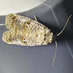 Diastema tigris