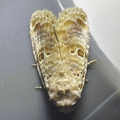 Diastema tigris