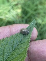 Epilachna obscurella