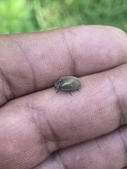 Epilachna obscurella