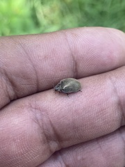 Epilachna obscurella