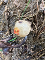 Calostoma ravenelii