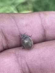 Epilachna obscurella