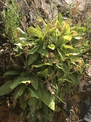 Primula pauciflora zionensis