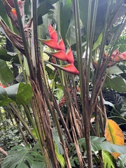 Heliconia