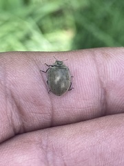 Epilachna obscurella