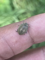 Epilachna obscurella