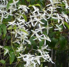 Clematis aristata