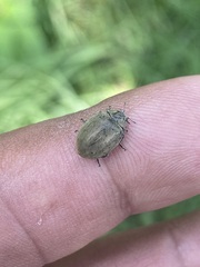 Epilachna obscurella