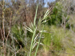 Rytidosperma