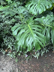 Monstera deliciosa