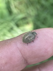 Epilachna obscurella