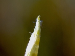Rytidosperma