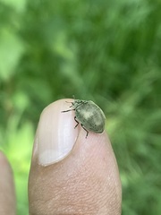 Epilachna obscurella