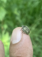 Epilachna obscurella
