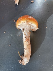 Cortinarius mucosus