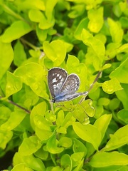 Leptotes plinius