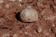 Helix melanostoma