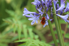 Bombus dahlbomii