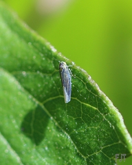 Cicadellidae