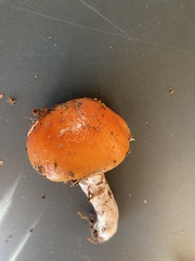 Cortinarius mucosus