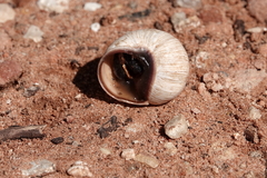 Helix melanostoma