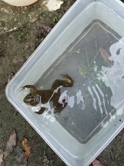 Hoplobatrachus chinensis