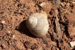 Helix melanostoma