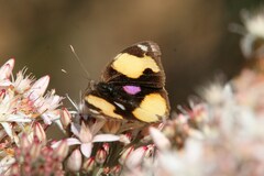 Junonia hierta cebrene