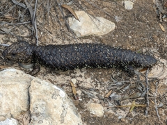 Tiliqua rugosa
