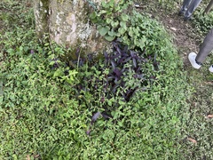 Tradescantia pallida