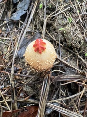 Calostoma ravenelii