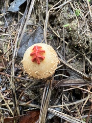 Calostoma ravenelii