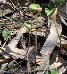 Puccinia dichondrae