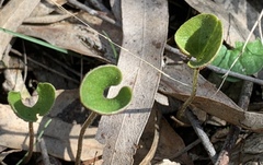 Puccinia dichondrae