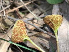 Puccinia dichondrae