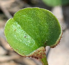 Puccinia dichondrae