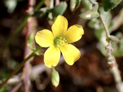 Oxalis perennans