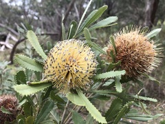 Banksia ornata