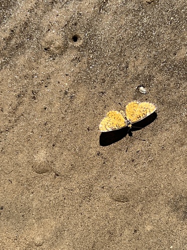 iNaturalist observation photo of Tiny Checkerspot