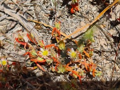 Mesembryanthemum nodiflorum