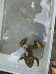 Hoplobatrachus chinensis