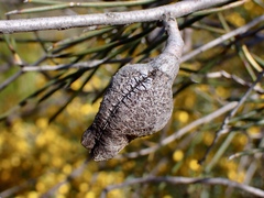 Hakea tephrosperma