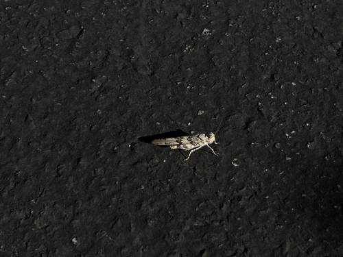 iNaturalist observation photo of Trimerotropis