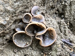 Pezizaceae