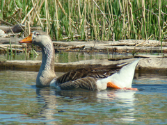 Anser anser domesticus × anser cygnoides domesticus
