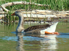 Anser anser domesticus × anser cygnoides domesticus